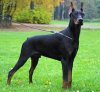 Doberman-Pinscher-12.jpg