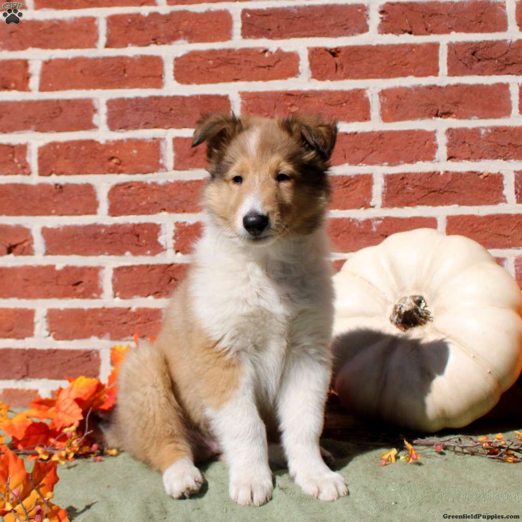www.greenfieldpuppies.com